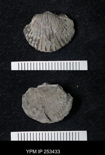 Tropidoleptus sp.
