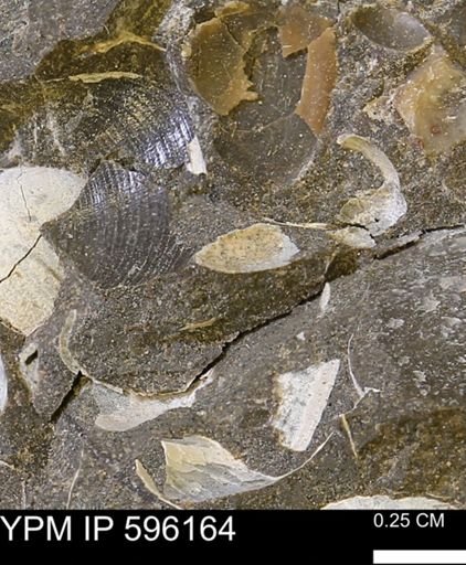 undet. Bivalvia
