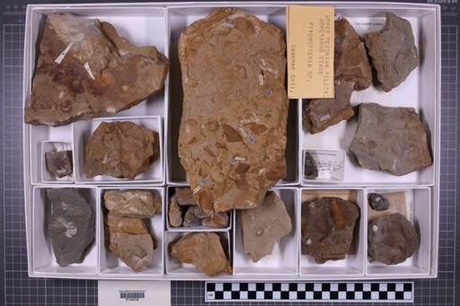 mixed taxa, stratigraphic collection
