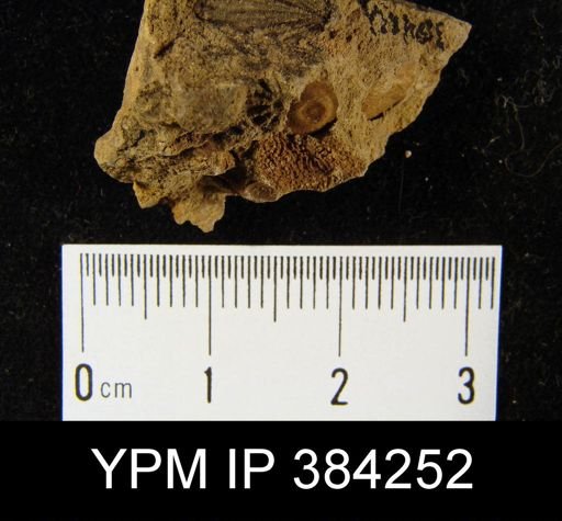 Pholidops terminalis