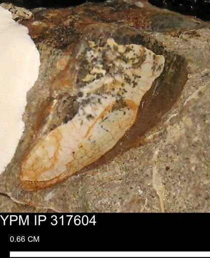 undet. Mollusca