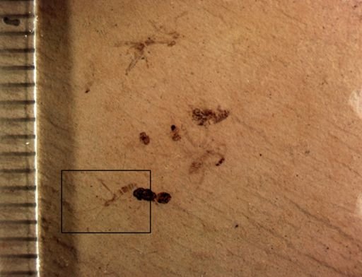 undet. Diptera