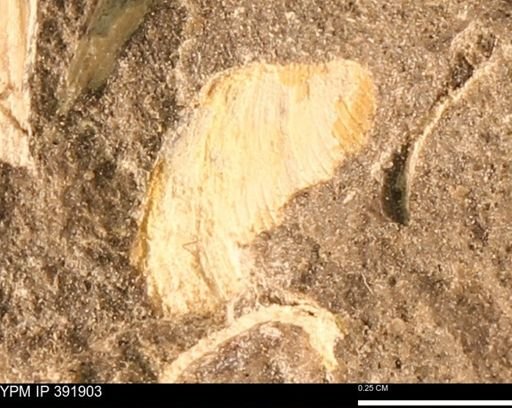 Protocardia sp.