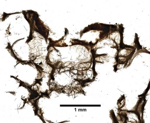 Fibularia ramosa