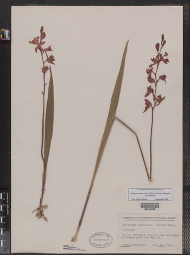 Calopogon pulchellus