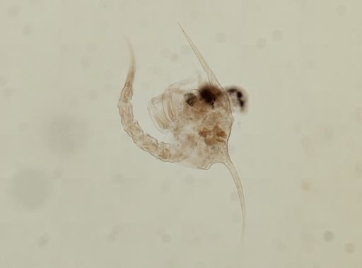 Brachyura