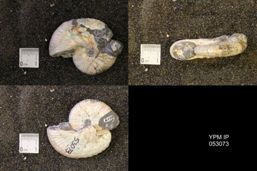 Discoscaphites conradi