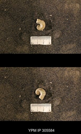 Cyrtolites ornatus
