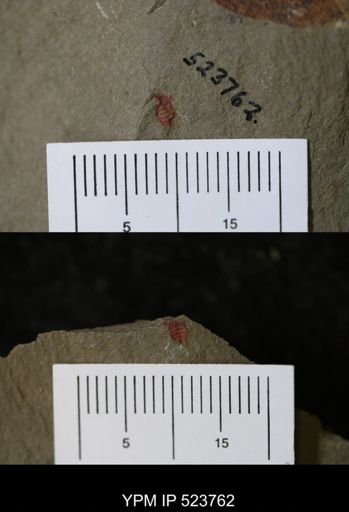 undet. Synziphosurina