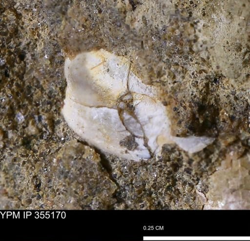 Protocardia sp.