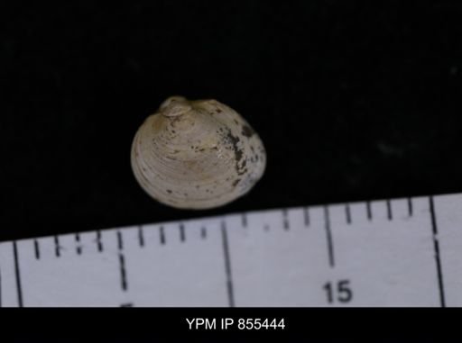 Limopsis striatopunctatus