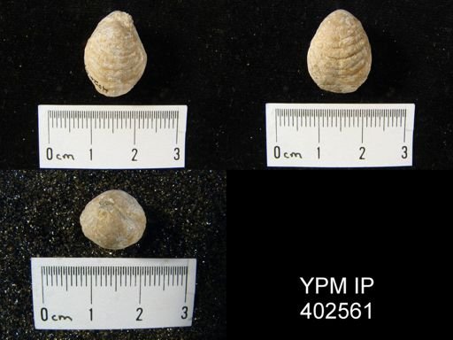 Composita sp.