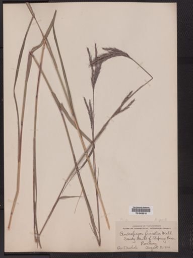 Andropogon gerardii