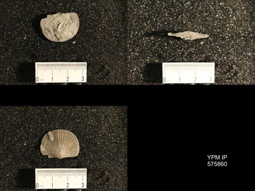 Dinorthis subquadrata