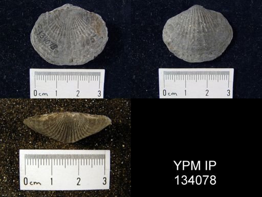 Tropidoleptus carinatus