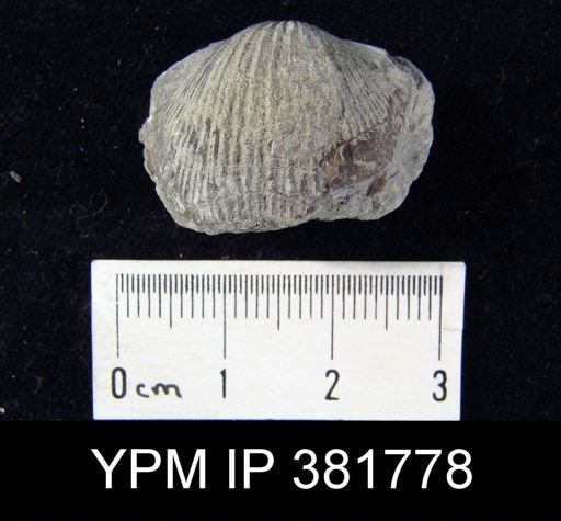 Dinorthis porcata