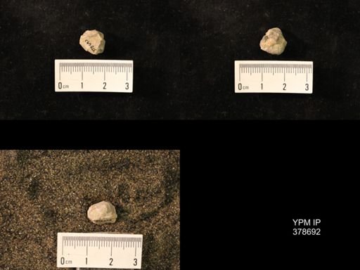 Marginifera wabashensis