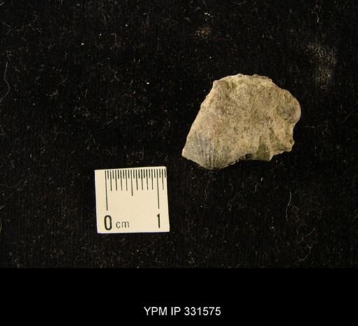 undet. Strophomenida
