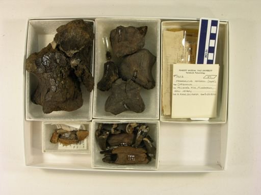 Mosasaurus conodon