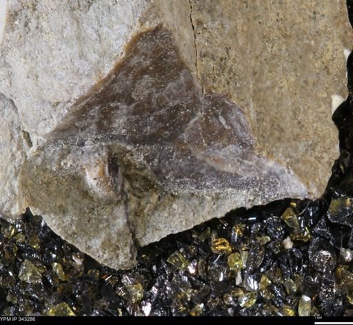 undet. Bivalvia