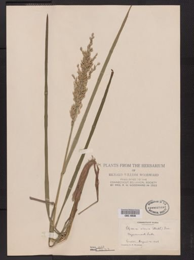 Glyceria obtusa