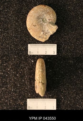 Hoploscaphites nicolletii