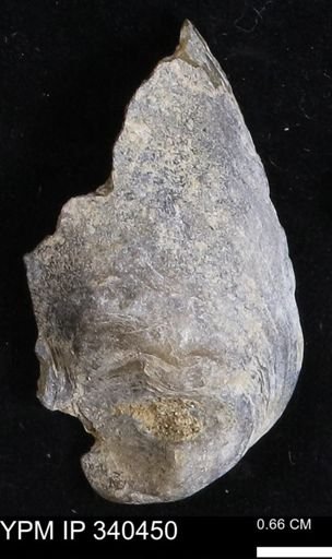 Ostrea glabra