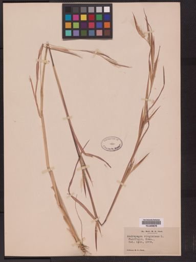 Andropogon virginicus