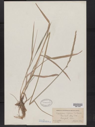 Elymus repens