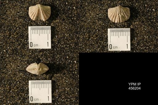 Platystrophia biforata