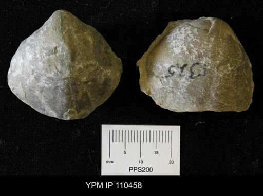 Pentamerus oblongus