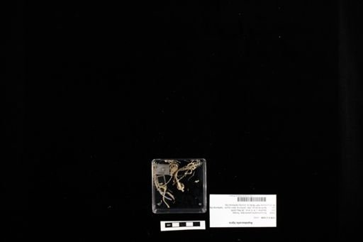 Aspidoscelis tigris