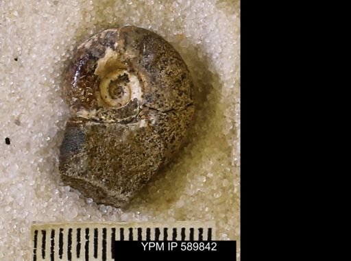 Hoploscaphites comprimus