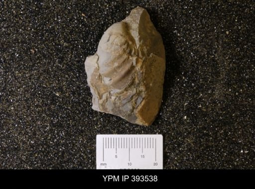 Inoceramus sp.