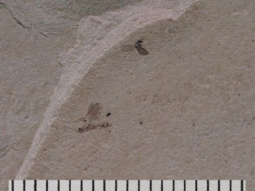 Hymenoptera