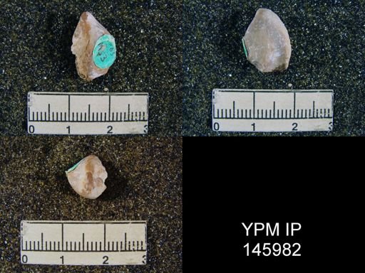 Notothyris uralica