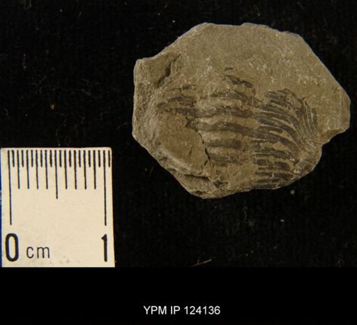 Phacops rana