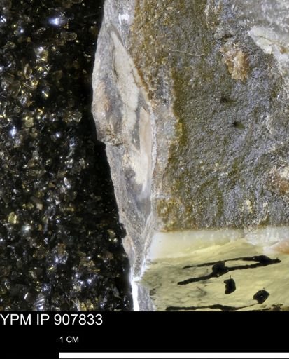 undet. Mollusca
