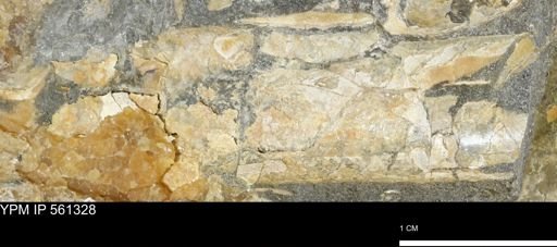Baculites sp.