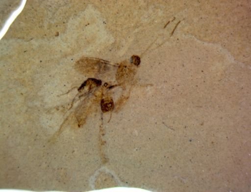 undet. Hexapoda