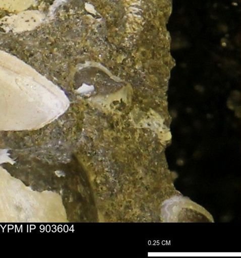 undet. Bivalvia