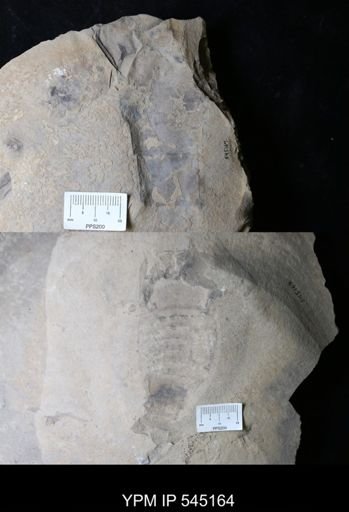 undet. Eurypterida