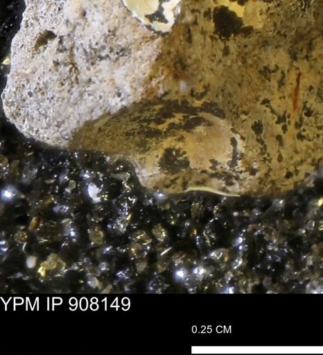 undet. Mollusca