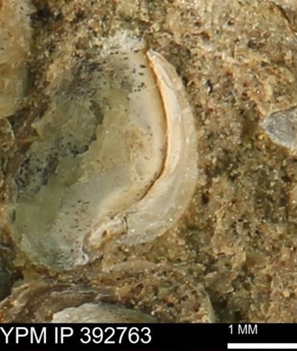 undet. Bivalvia