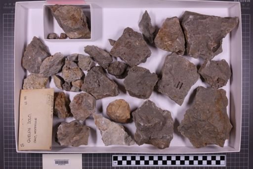 mixed taxa, stratigraphic collection