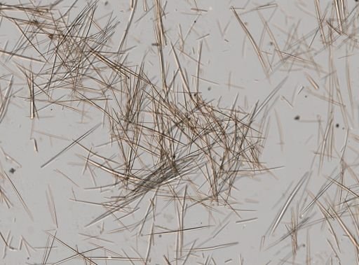 Halichondria melanadocia