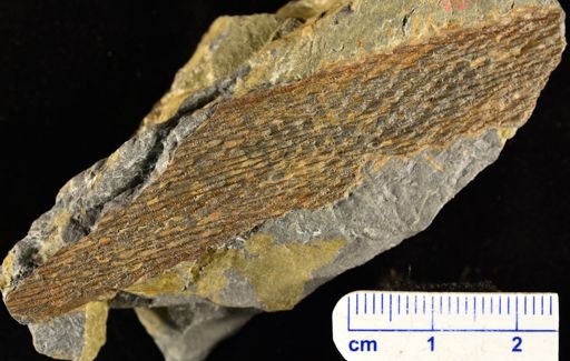 Colpodexylon deatsii