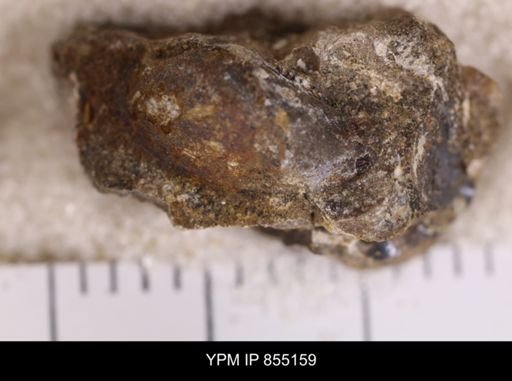 undet. Bivalvia