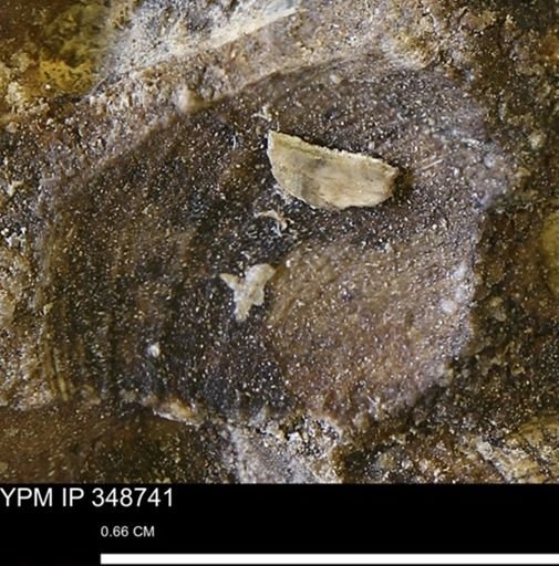 undet. Bivalvia