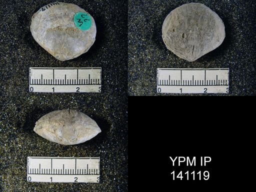 Athyris royssii